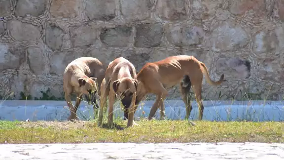 Piden frenar proliferación de perros callejeros en Sabancuy