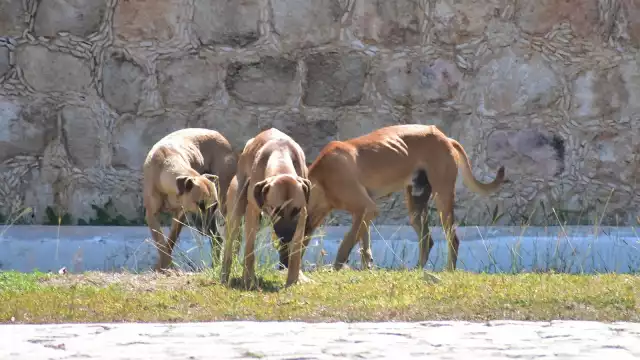 Piden frenar proliferación de perros callejeros en Sabancuy