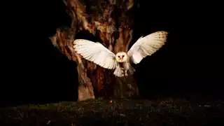 Pájaro del mal agüero: ¿Por qué le llaman así a la lechuza en el sureste? 