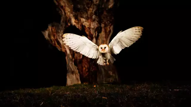 La lechuza juega un papel fundamental en el equilibrio ecológico