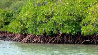  Instituto de Ecología, Pesquerías y Oceanografía pide invertir en manglares de Campeche  