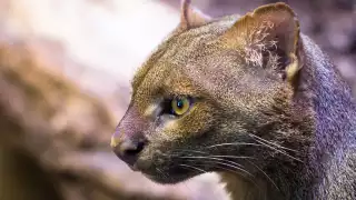 Grupo de pobladores mata a un  jaguarundi; Creyeron que era un "nahual"   