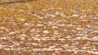 Reportan cientos de peces muertos en Río Indio de Othón P. Blanco