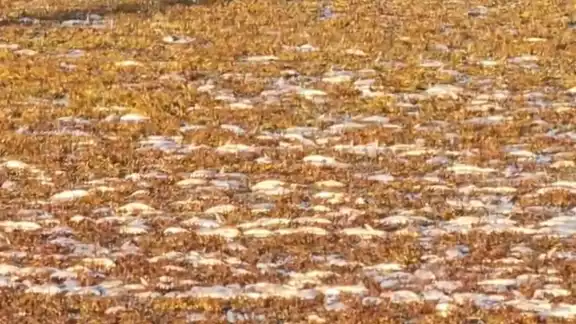Habitantes cercanos al río se han consternado por la gran cantidad de peces muertos Habitantes cercanos al río se han consternado por la gran cantidad de peces muertos