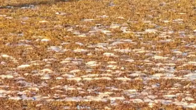 Habitantes cercanos al río se han consternado por la gran cantidad de peces muertos