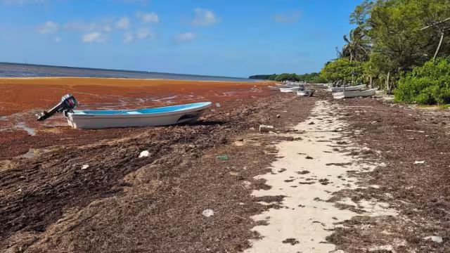 La playa de Xcalak se encuentra llena de sargazo acumulado.