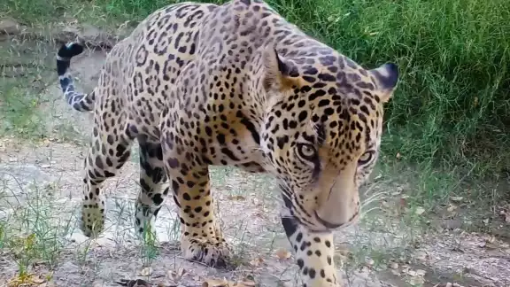 El Jaguar es el felino más grande de América y el tercero más grande del mundo El Jaguar es el felino más grande de América y el tercero más grande del mundo