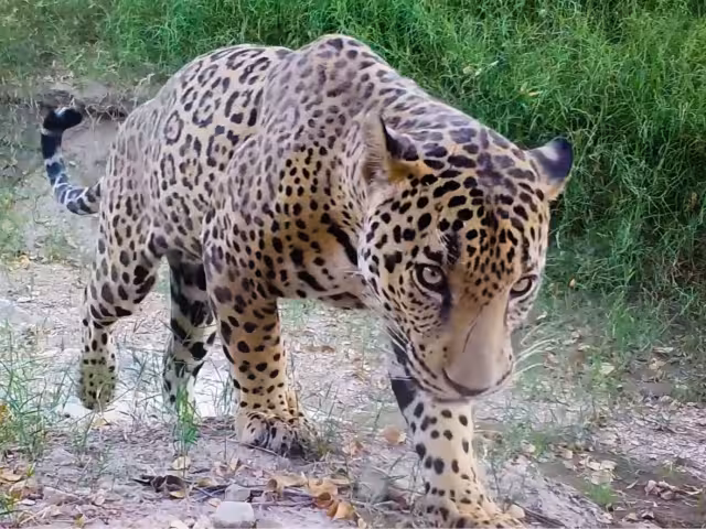 El Jaguar es el felino más grande de América y el tercero más grande del mundo