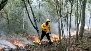 Reportan cuatro incendios forestales activos en Quintana Roo;  van 775 hectáreas afectadas