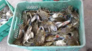 Estiaje amenaza captura de jaiba en Ciudad del Carmen