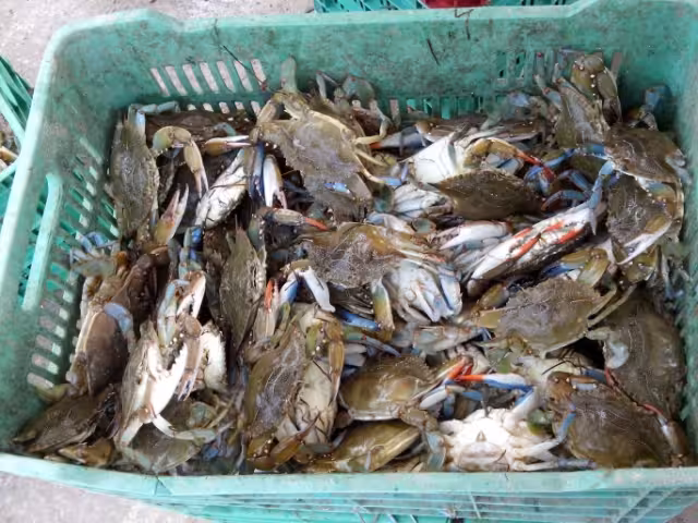 Las larvas de jaiba y otras especies como el robalo, la mojarra y el sábalo están muriendo.