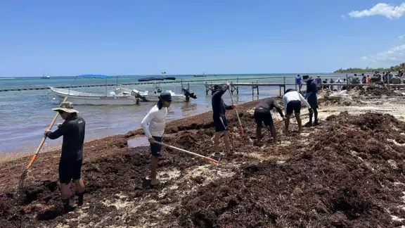 Arribo de sargazo en Mahahual supera los últimos tres años Arribo de sargazo en Mahahual supera los últimos tres años
