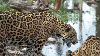 En Campeche, piden informar con precisión muerte de jaguares en carreteras