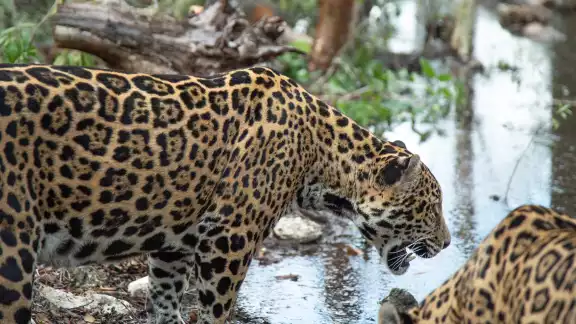 Semabicce exhorta a denunciar casos de animales muertos en carreteras con datos precisos.