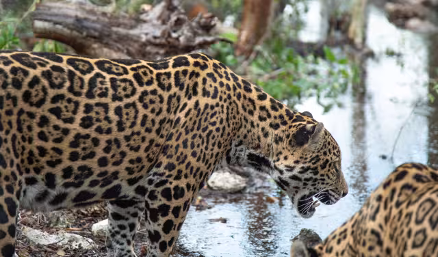 Semabicce exhorta a denunciar casos de animales muertos en carreteras con datos precisos.