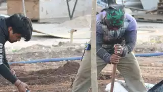 Comienzan a plantar árboles para renovar la Plaza Grande de Mérida, Yucatán