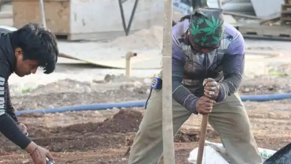 Trabajadores plantan árboles en la Plaza Grande