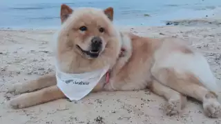 Playenses disfrutan del primer 'Lomitos Fest' en el municipio de Solidaridad