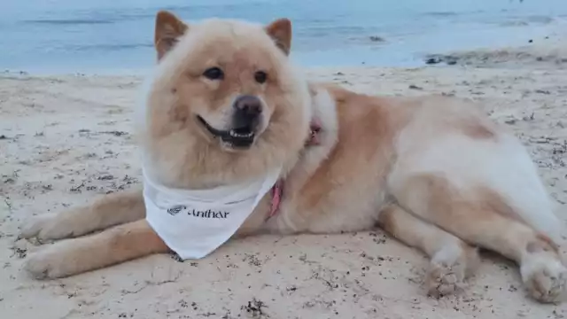 Así se desarrolló el Lomito Fest en Solidaridad