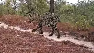 Esperanza para el jaguar: captan a hembra embarazada en la sierra de Guerrero 