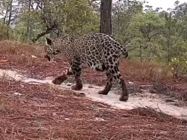 El registro siembra esperanza para la conservación de la especie en el occidente del país