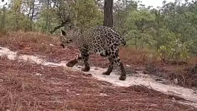 El registro siembra esperanza para la conservación de la especie en el occidente del país