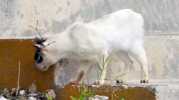  Se alcanzó un 85% de cobertura de vacunación en mascotas. 