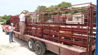  Campeche proyecta punto de revisión de ganado para combatir mosca del gusano barrenador   