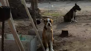 Campeche, Calkiní y Hecelchakán sin centros de bienestar animal pese al alza en denuncias