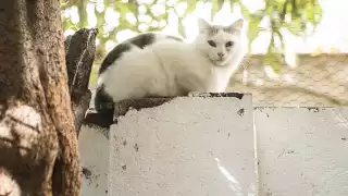 Día Mundial para Bendecir a los Animales ¿Cuál es el origen de la celebración? 