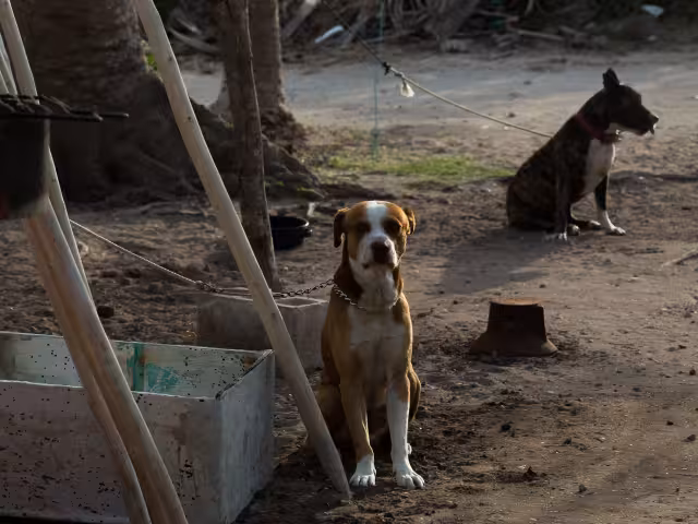 Casi 800 carpetas por maltrato animal