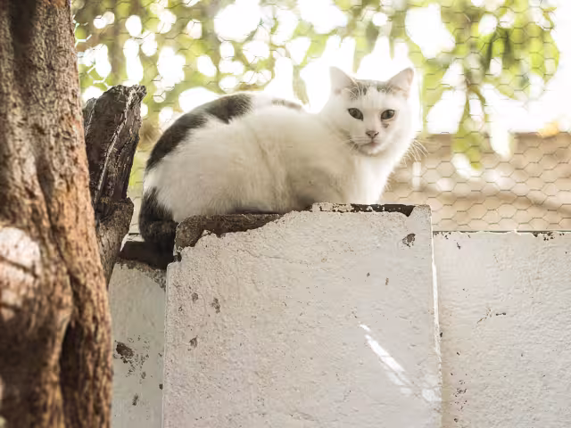 Este 17 de enero se celebra el Día Mundial para Bendecir a las Mascotas