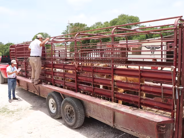 Se garantizaría el cuidado de los animales destinados al consumo humano.