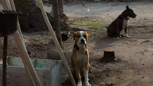 Casi 800 carpetas por maltrato animal