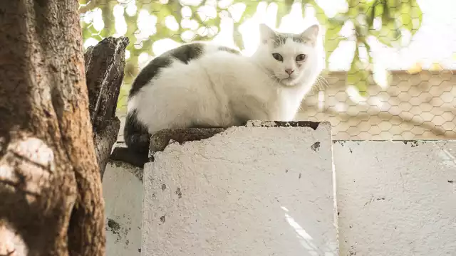 Este 17 de enero se celebra el Día Mundial para Bendecir a las Mascotas