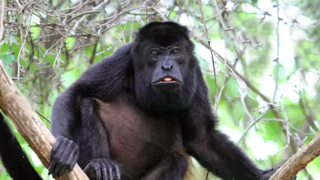 Debido al calor reportan la muerte de 125 de estos animales en Tabasco