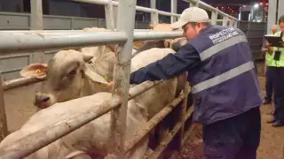 Campeche registra 557 casos de gusano barrenador; 50 permanecen activos