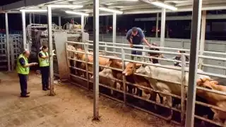 Erradicación del gusano barrenador en Campeche será lenta por falta de infraestructura, asegura SDA