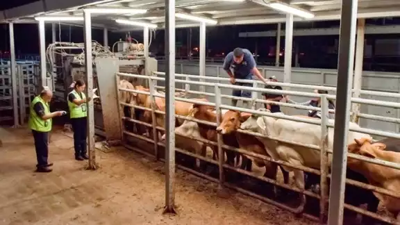 Piden no perder estatus sanitarios ante brote de gusano barrenador Piden no perder estatus sanitarios ante brote de gusano barrenador