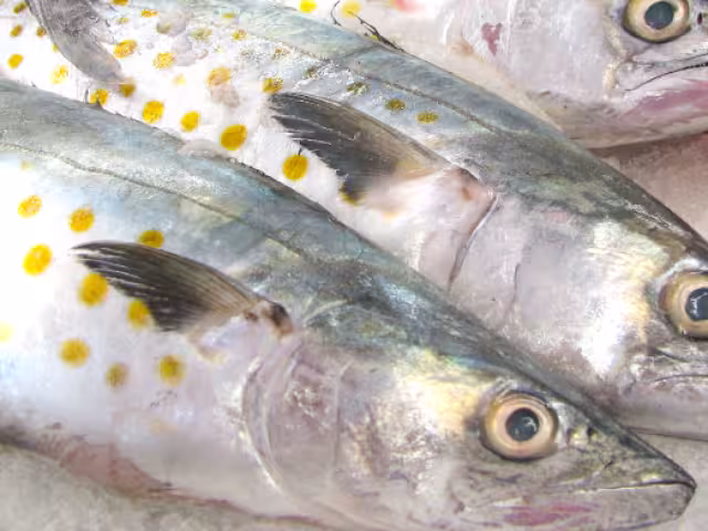 Frente frío detiene pesca en Sabancuy, pero promete aguas favorables