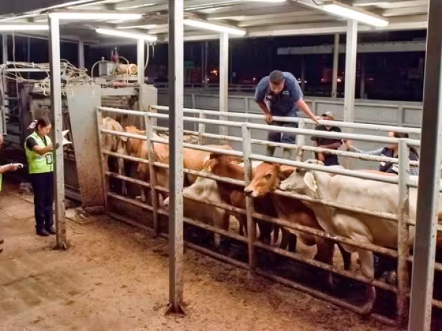 Piden no perder estatus sanitarios ante brote de gusano barrenador