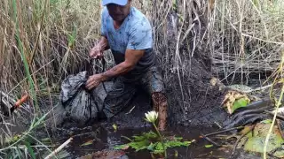 Pescadores rematan mojarra para evitar pérdidas ante desplome de precios