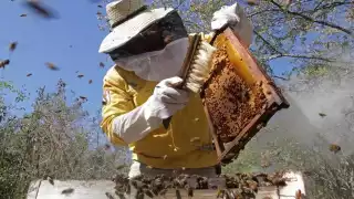Investigan y promueven cuidado de abejas nativas en la apicultura sustentable en Campeche