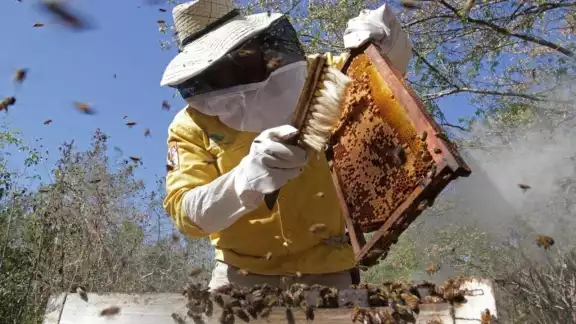 Protección de abejas y polinización, prioridad en la actividad apícola