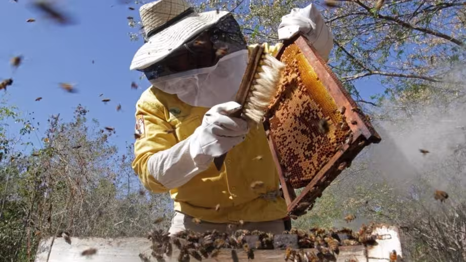 Investigan y promueven cuidado de abejas nativas en la apicultura