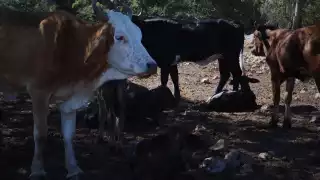  Fauna silvestre de Campeche también es foco rojo por el gusano barrenador   