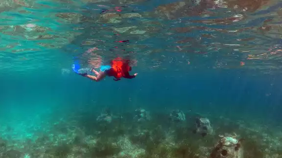 El  70 por  ciento de los corales  han sufrido daños muy visibles