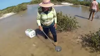 Ribereños del Litoral Oriente de Yucatán recolectan “chivitas” como alterativa económica