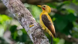 Este carismático animal emplumado parece homenajear al famoso Pikachu
