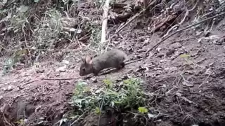   Especie de conejo que se consideraba extinta desde hace 120 años reaparece en México   